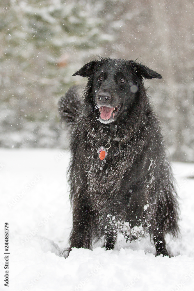 Close Up for Happy Black Dog in Falling Snow