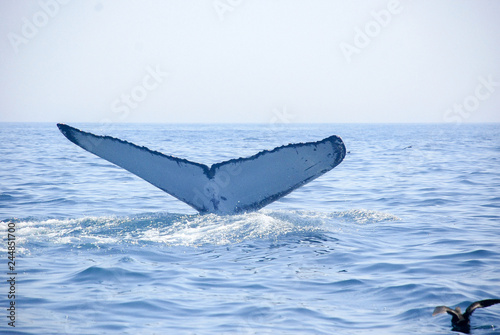 Humpback Whales  Atlantic Ocean  Cape Cod  Ocean Life  Fish  Birds  Seagulls  Whale Tails  Whale Tales  Amazing  Adventure