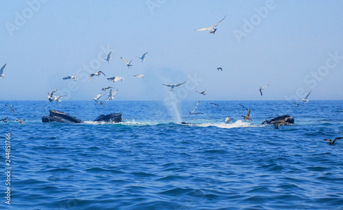 Humpback Whales, Atlantic Ocean, Cape Cod, Ocean Life, Fish, Birds, Seagulls, Whale Tails, Whale Tales, Amazing, Adventure