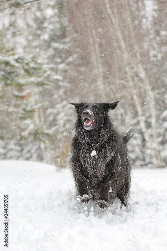 Black Dog playing outside in Winter