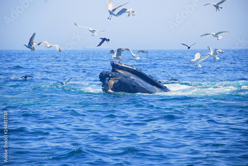 Humpback Whales, Atlantic Ocean, Cape Cod, Ocean Life, Fish, Birds, Seagulls, Whale Tails, Whale Tales, Amazing, Adventure