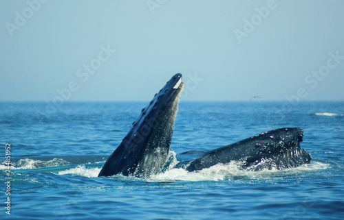 Humpback Whales, Atlantic Ocean, Cape Cod, Ocean Life, Fish, Birds, Seagulls, Whale Tails, Whale Tales, Amazing, Adventure © kcif77