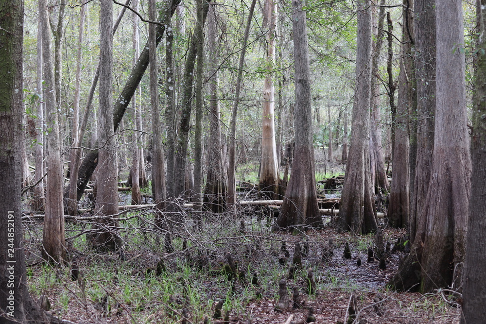 Obraz premium Cypress Wods