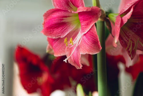 large pink blooming flower