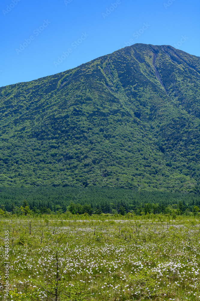 Naklejka premium 初夏の戦場ヶ原と男体山