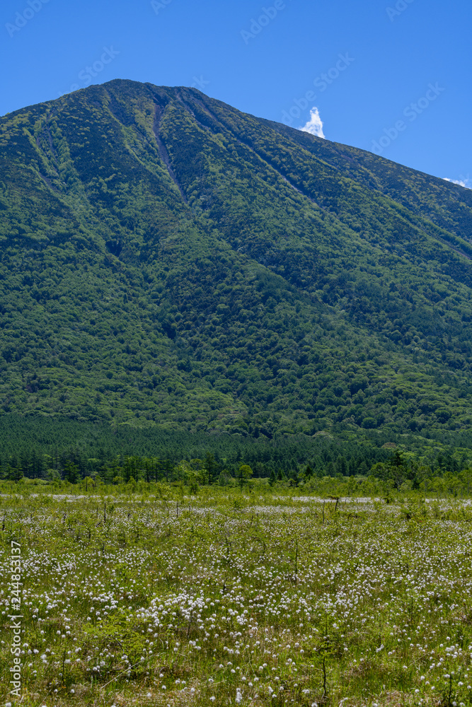Fototapeta premium 初夏の戦場ヶ原と男体山