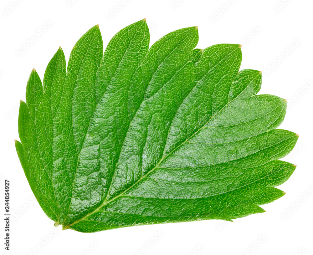 Obraz premium Strawberry leaf isolated on white