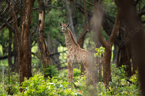 Photography Baby giraffe in the forest