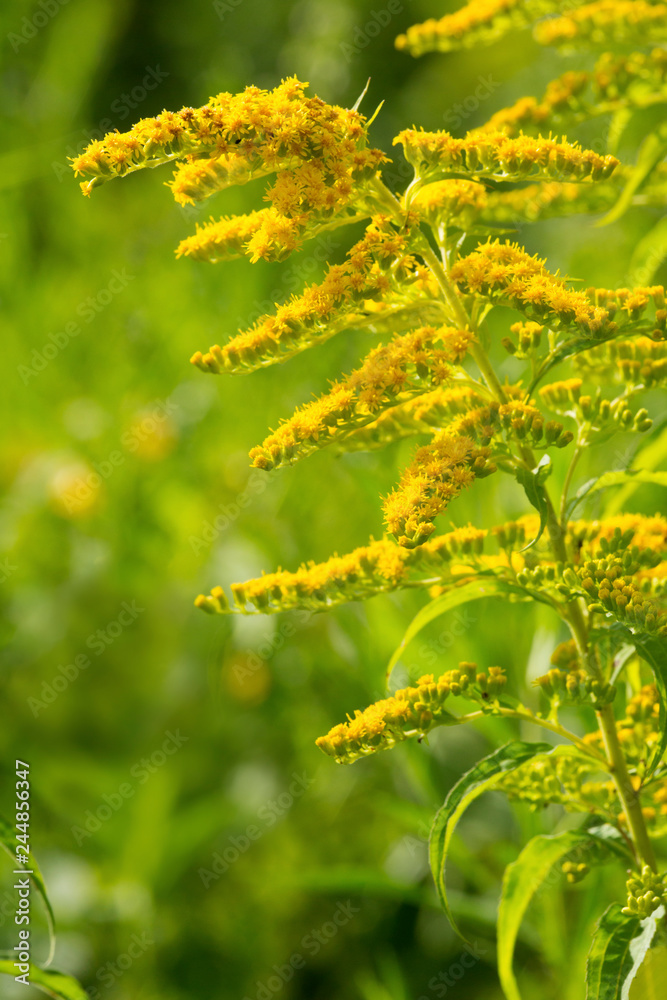 Rough leaved goldenrod flowers in a Connecticut wetland. Rough leaved goldenrod flowers in a Connecticut wetland.