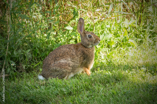 New England cottontail rabbit in South Windsor, Connecticut. photo