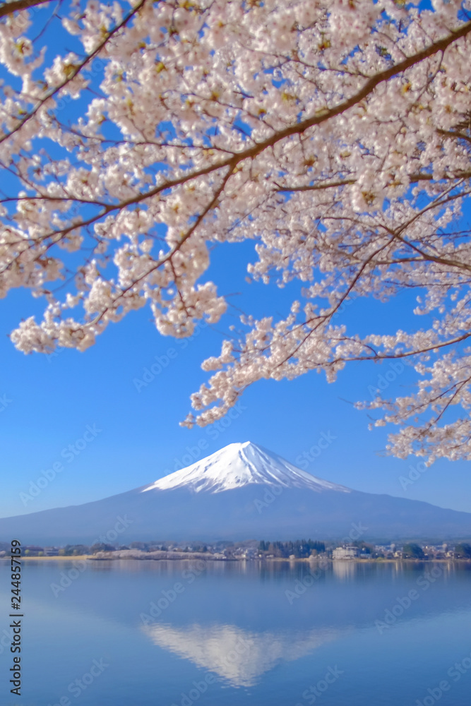 Mount Fuji with snow capped, blue sky and beautiful Cherry Blossom or pink Sakura flower tree in Spring Season at Lake kawaguchiko, Yamanashi, Japan. landmark and popular for tourist attractions