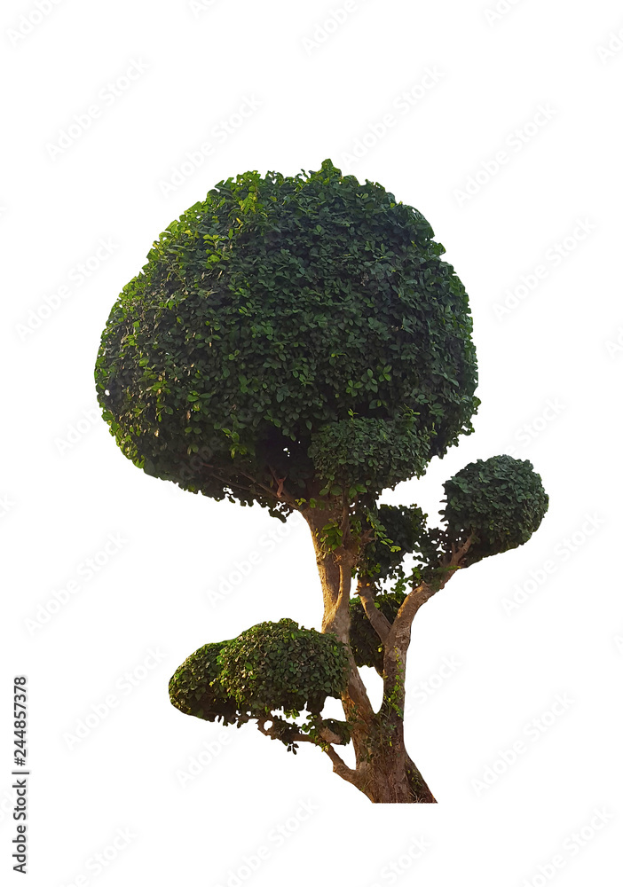 bonsai tree isolate on white background,selective focus