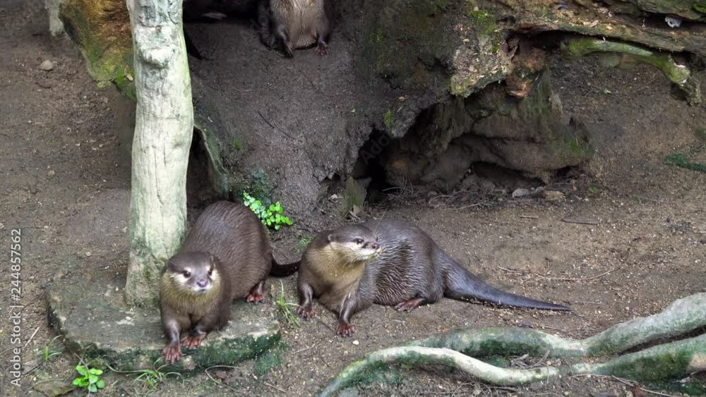 Otters playing in group 4k Otters playing in group 4k
