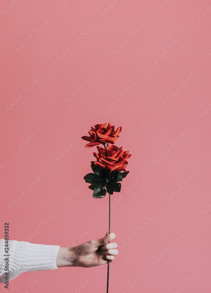 Giving a rose for Valentines day - obrazy, fototapety, plakaty 