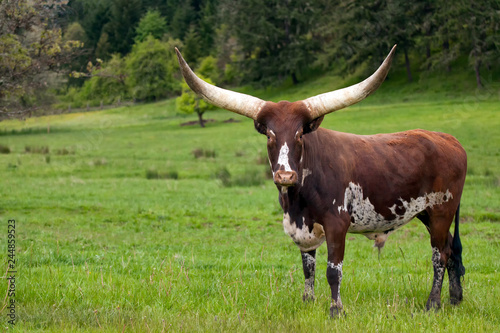 Ankole Watusi Longhorn cow in green pasture photo