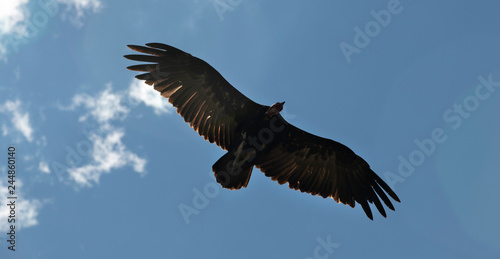Vulture soaring in the sky