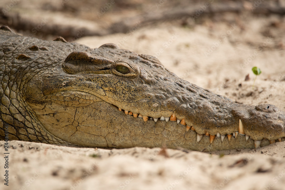 Fototapeta premium close up of head of crocodile