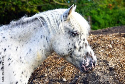 View of a white spotted horse 