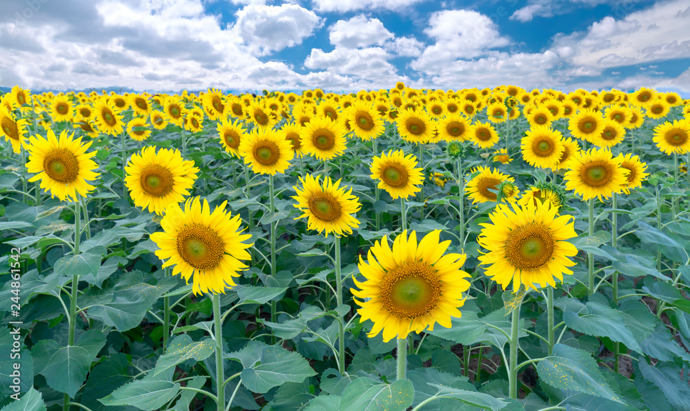 Fototapeta premium Panorama of the sunflower fields and a beautiful sky to welcome the new day of peace