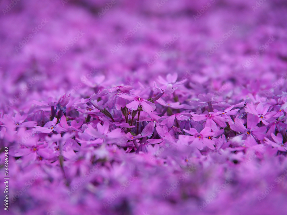 Obraz premium 芝桜