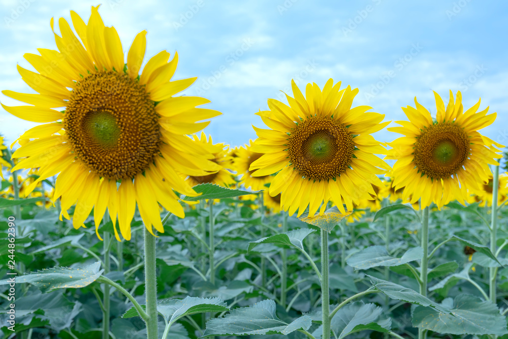 Close up of sunflower fields with blooming flowers like the sun shining in organic farms