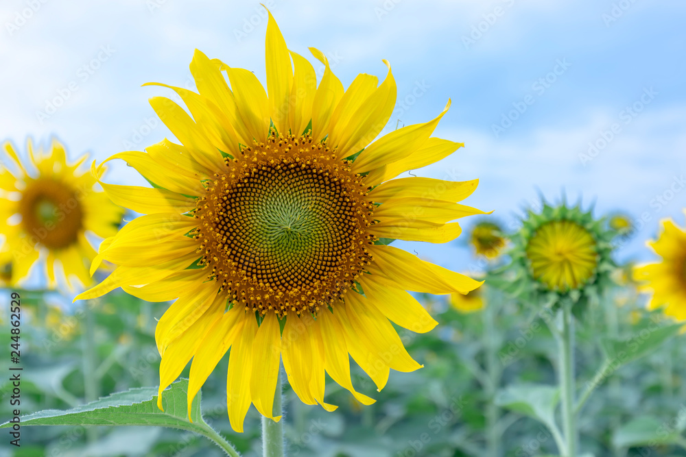 Close up of sunflower fields with blooming flowers like the sun shining in organic farms Close up of sunflower fields with blooming flowers like the sun shining in organic farms