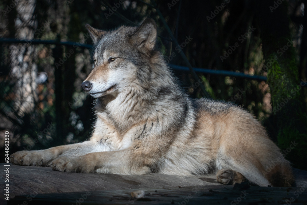 Fototapeta premium Grey wolf resting on a warm winter day at an animal sanctuary in Southern Oregon