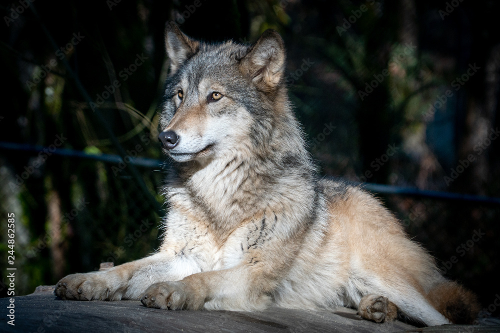 Grey Wolf resting on a warm winter day at an animal sanctuary in Southern Oregon Grey Wolf resting on a warm winter day at an animal sanctuary in Southern Oregon