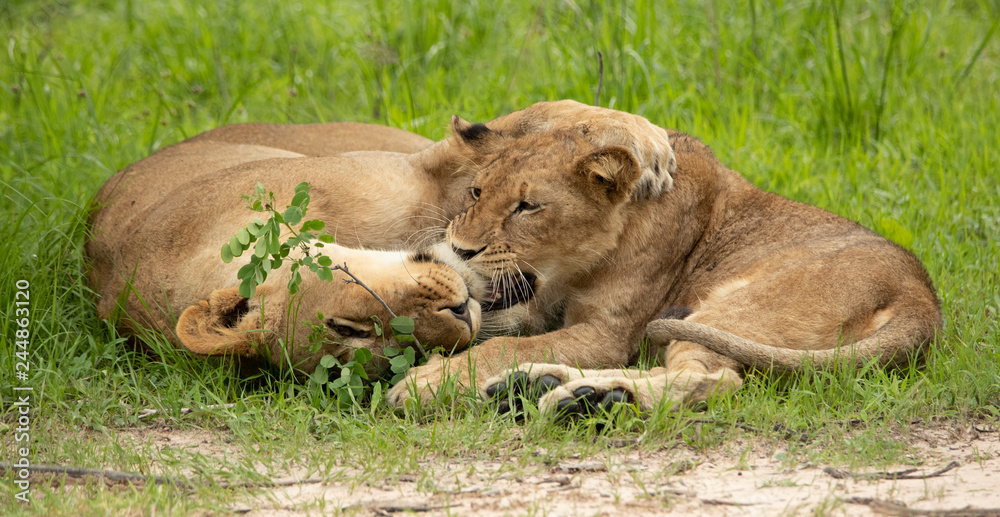 Young lion and lioness playing Young lion and lioness playing