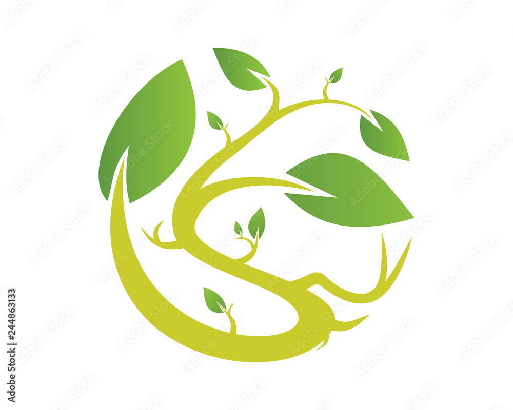 Fototapeta premium Leaf plant s 3