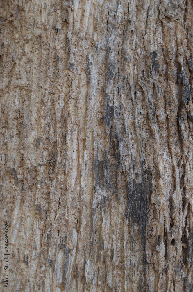 Closeup of brown wooden bark of tree in the forest. The natural art background and template. Vertical view. 