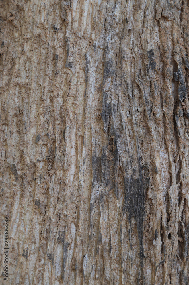 Closeup of brown wooden bark of tree in the forest. The natural art background and template. Vertical view. Closeup of brown wooden bark of tree in the forest. The natural art background and template. Vertical view.