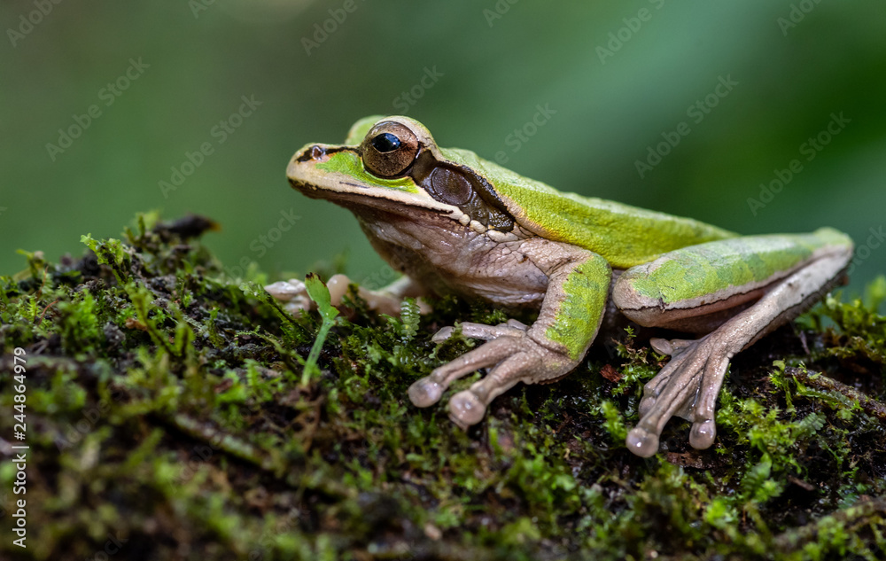 Obraz premium Masked Tree Frog in Costa Rica