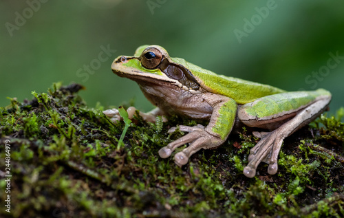 Masked Tree Frog in Costa Rica 