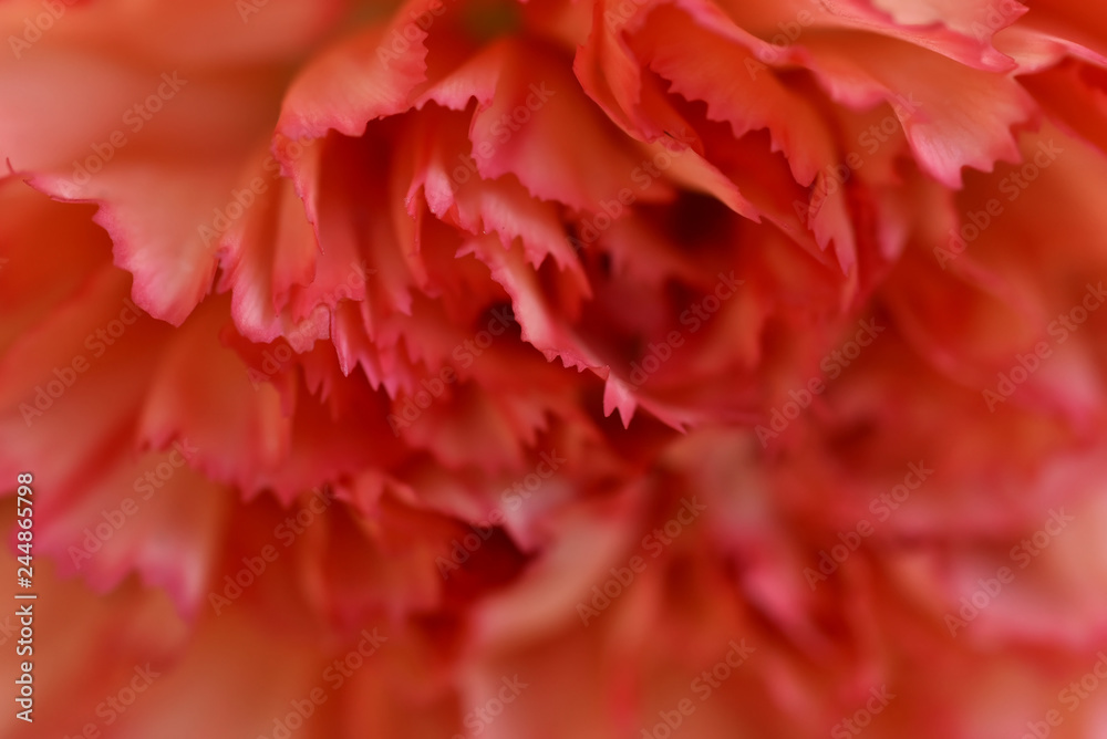 Close-up view of red petals