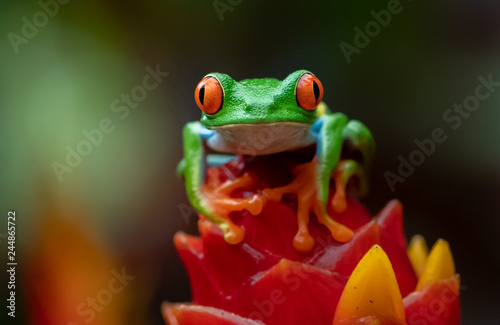 Red Eyed Tree Frog in Costa Rica 