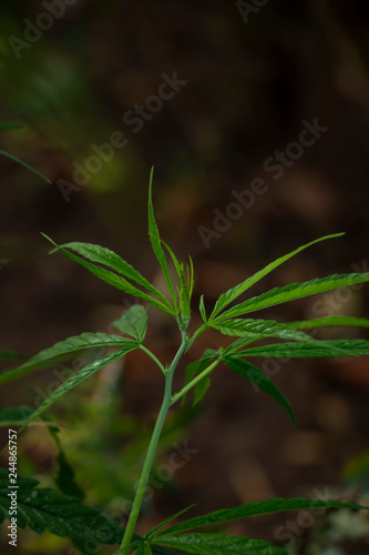 Marijuana in the plant © khamkula