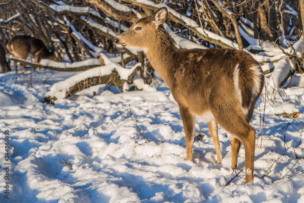 Cute young fluffy deer walks in the snowy forest , USA Cute young fluffy deer walks in the snowy forest , USA