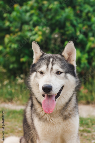 Portrait of Siberian husky. Dog smiling at the camera. © taisuke