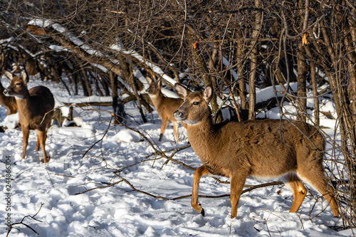 A herd of deers looking for a food in snowy forest