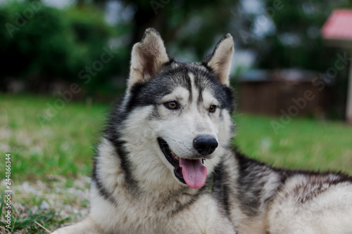 Portrait of Siberian husky. Dog smiling at the camera. © taisuke