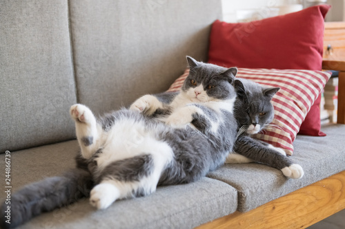 Foto Cute British short-haired cat, indoor shooting