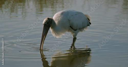 Wood Stork feeding in Florida wetlands
 photo