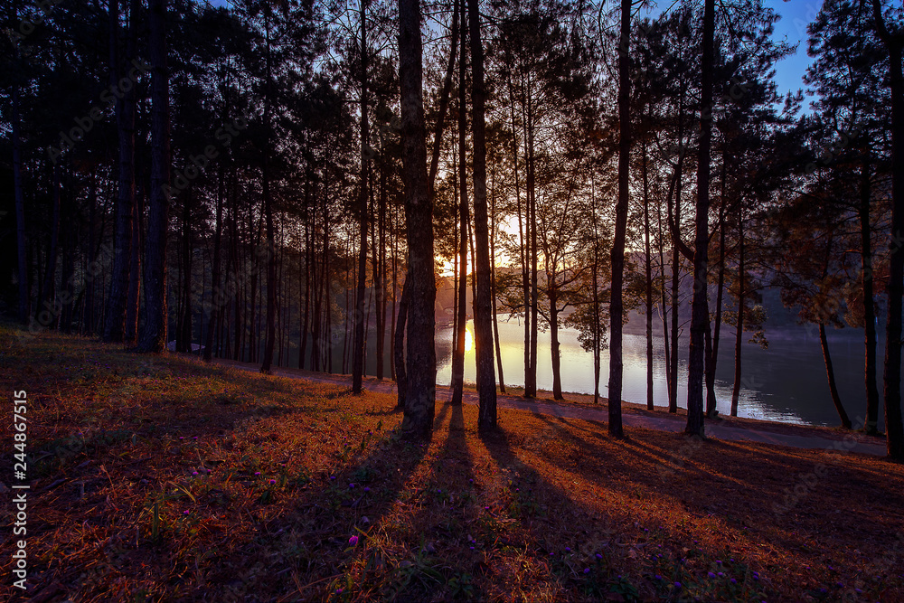 Fototapeta premium Beautiful sunrise and shadows of the trees