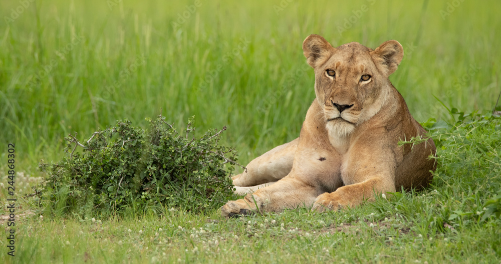 Lioness resting in the wild Lioness resting in the wild