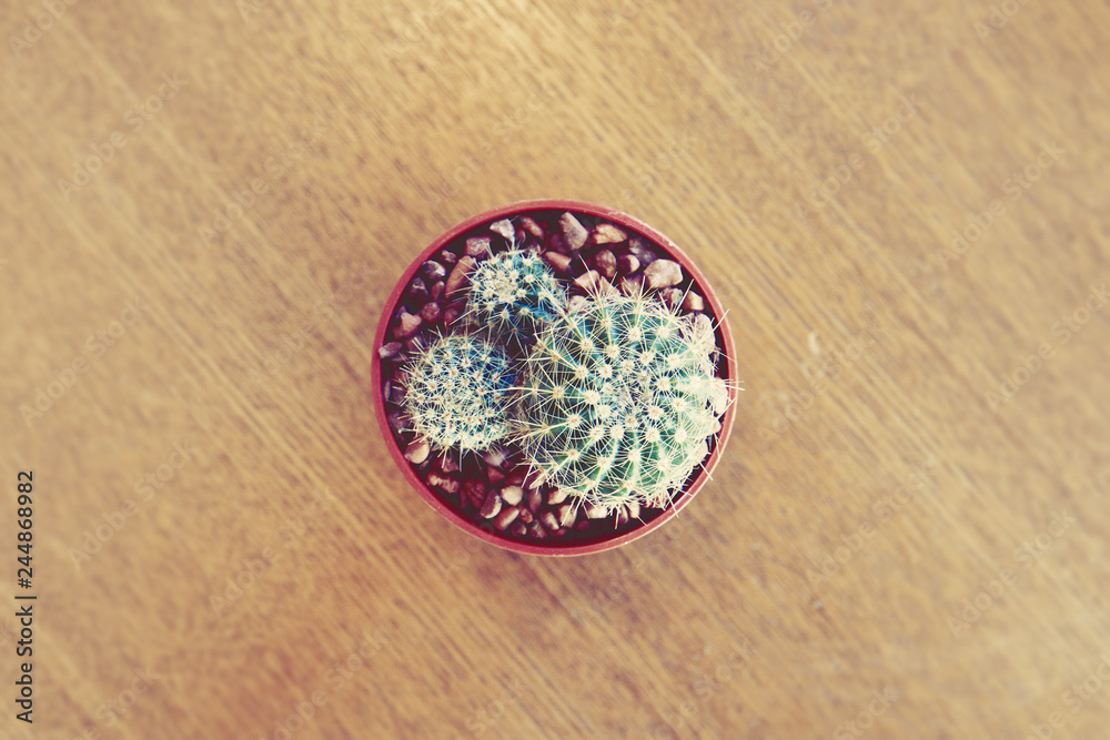 Fototapeta premium Looking down the Small Cactus on Wooden table