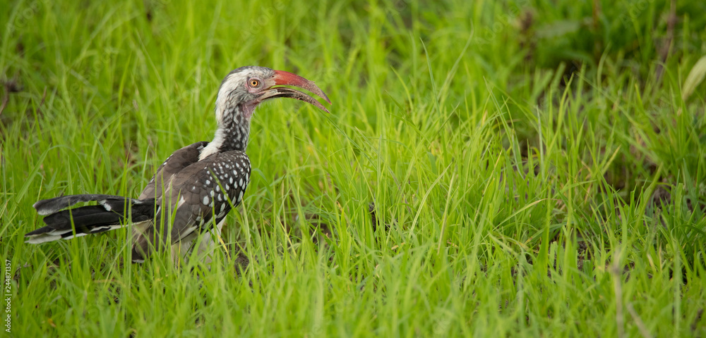 Fototapeta premium Southern Red-billed Hornbill zambia