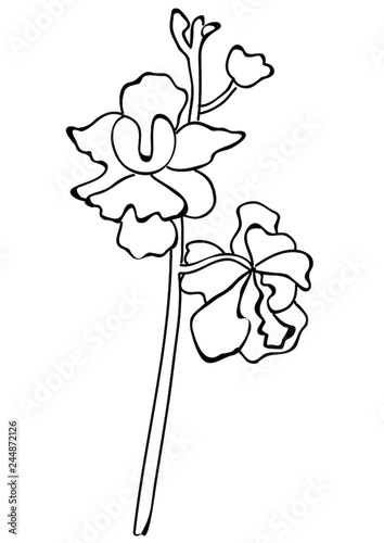 Singapore National Flower