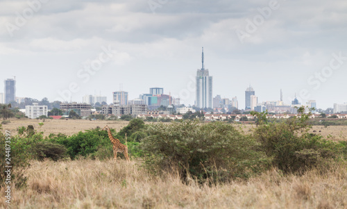 Giraffes eating leaves in the open field with city background and yellow grass. some building aren't finished. at Nairobi national park, Kenya © chonlatit