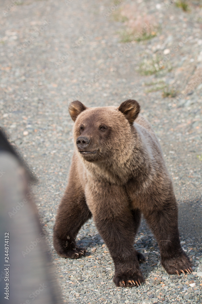Grizzly Bär steht vor dem Auto wildlife Grizzly Bär steht vor dem Auto wildlife
